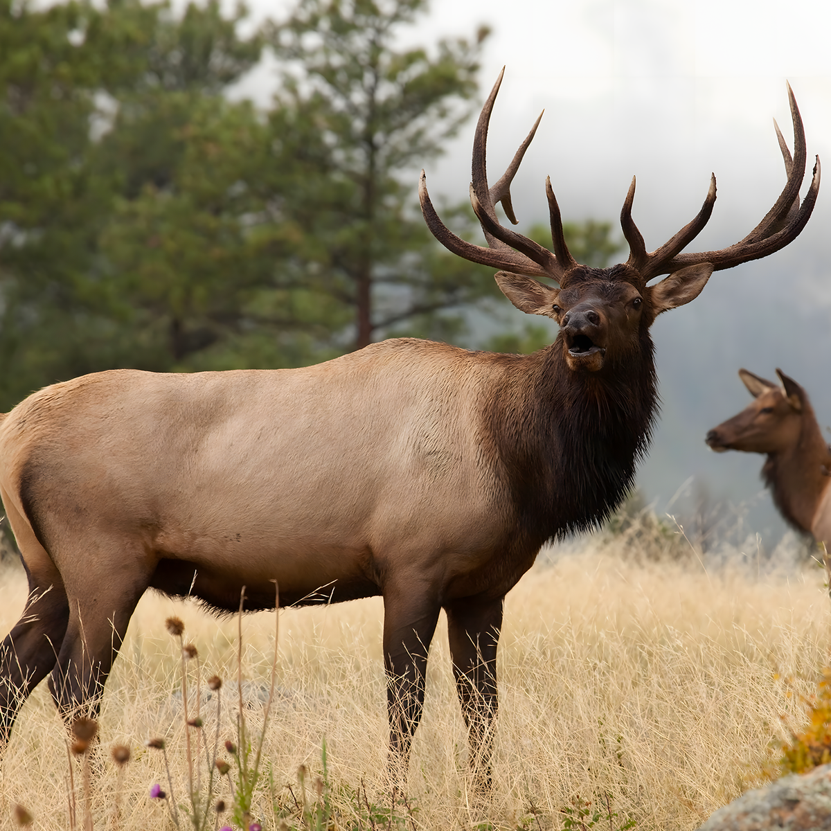 ELK SCENTS